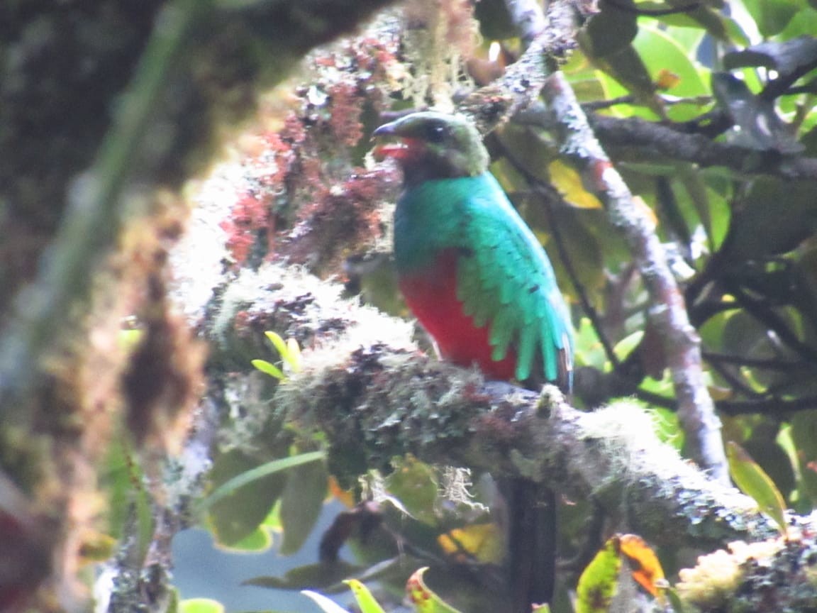 Crested Quetzal - ML233047311