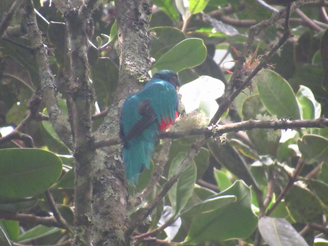 Crested Quetzal - ML233047321
