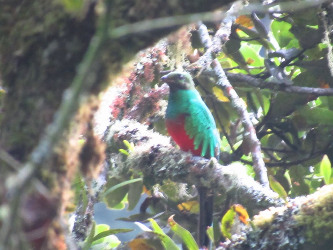 Crested Quetzal - ML233047331