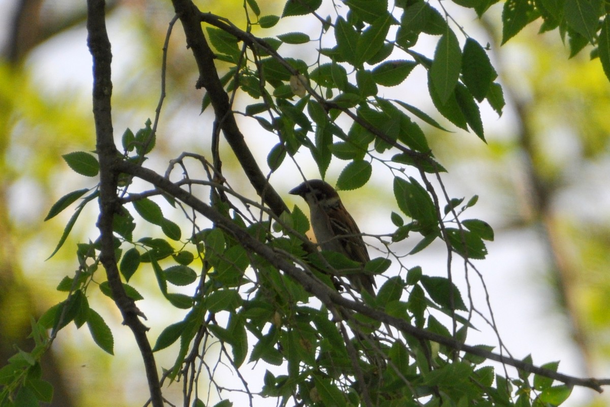 Хээрийн бор шувуу - ML233047441