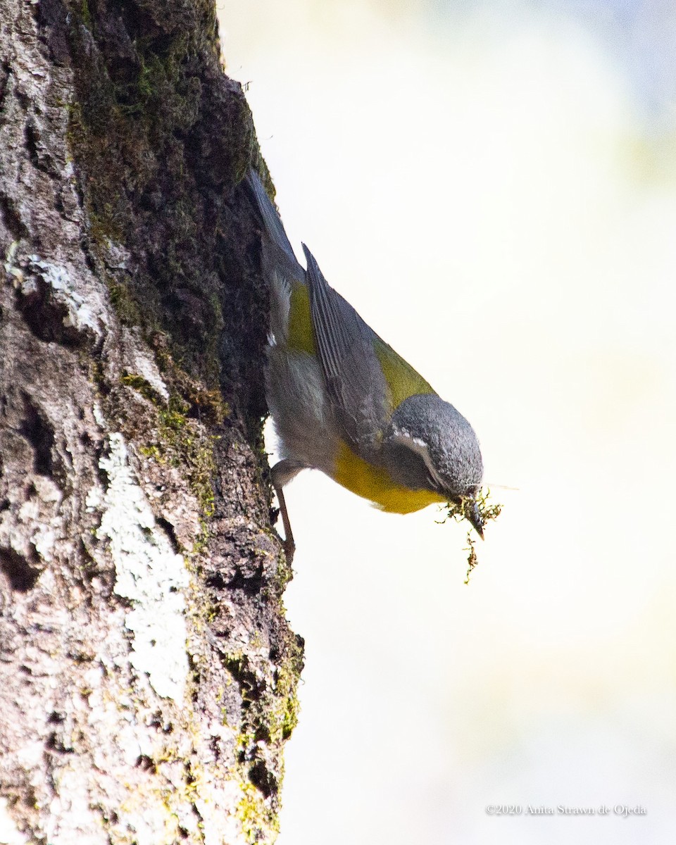 Crescent-chested Warbler - ML233047961