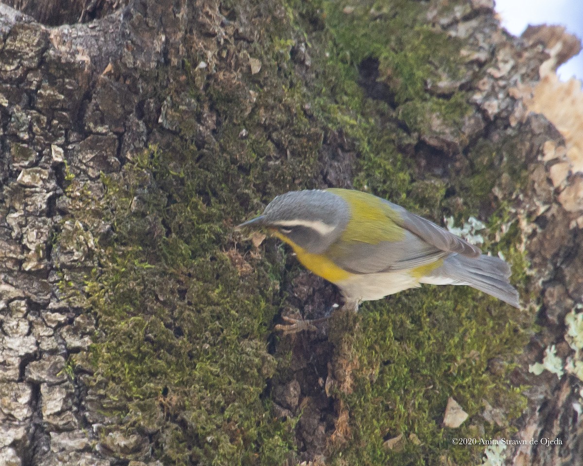 Crescent-chested Warbler - ML233047981