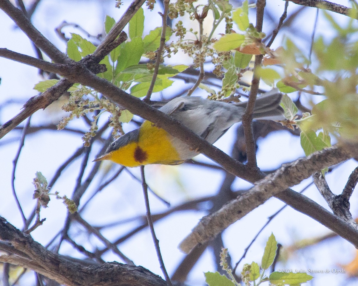 Crescent-chested Warbler - ML233048061
