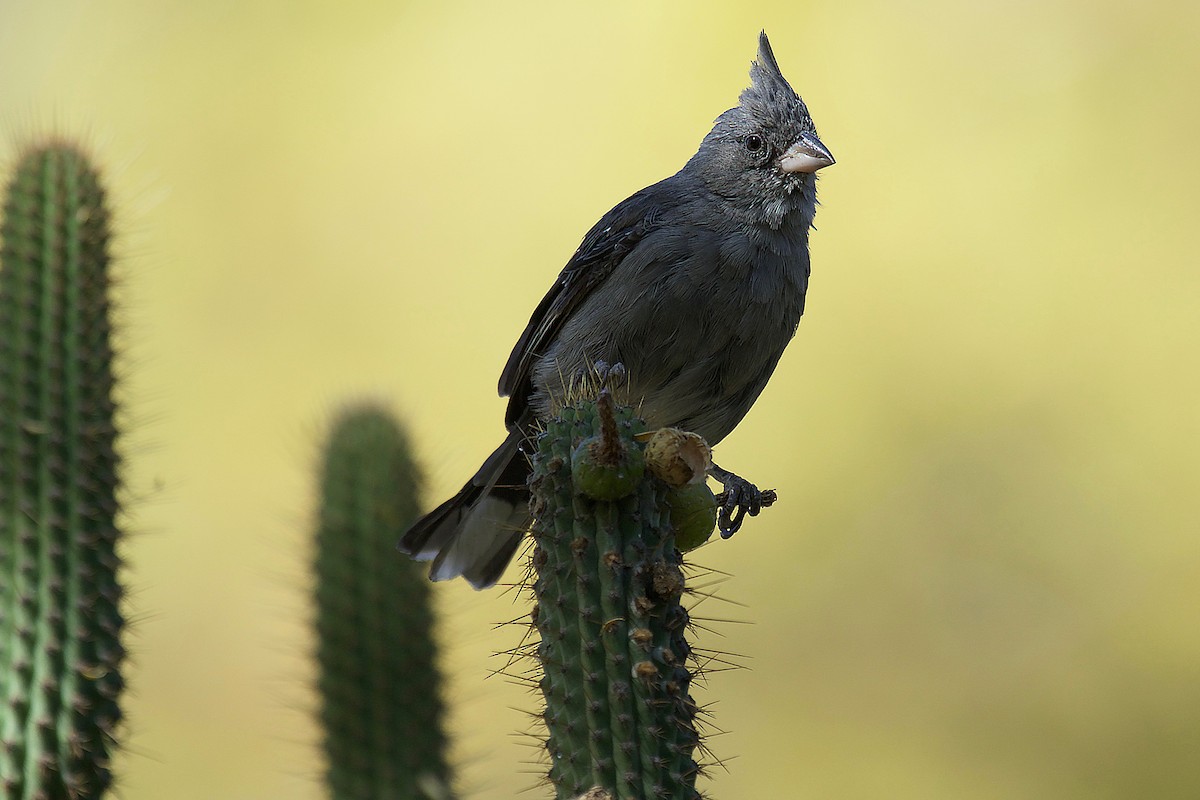 Gray-crested Finch - ML233048291