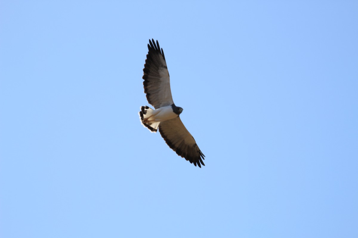 White-tailed Hawk - Carlos Siegert