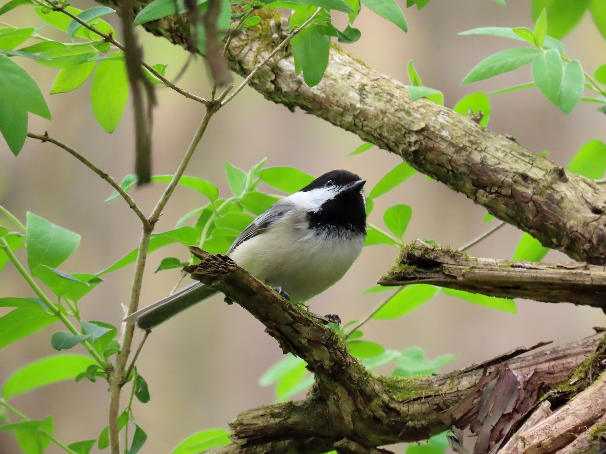 Black-capped Chickadee - ML233049141