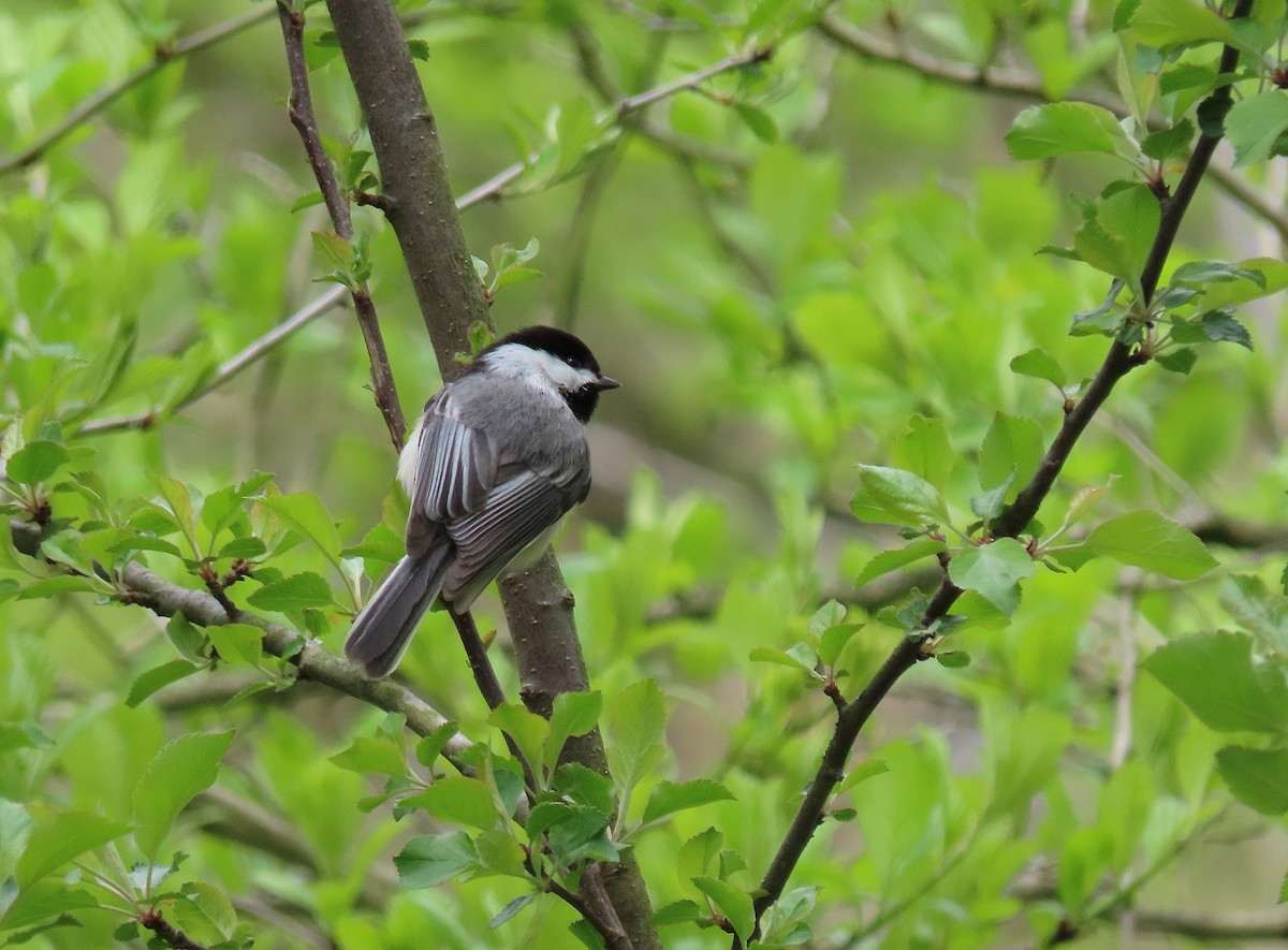 Black-capped Chickadee - ML233049151