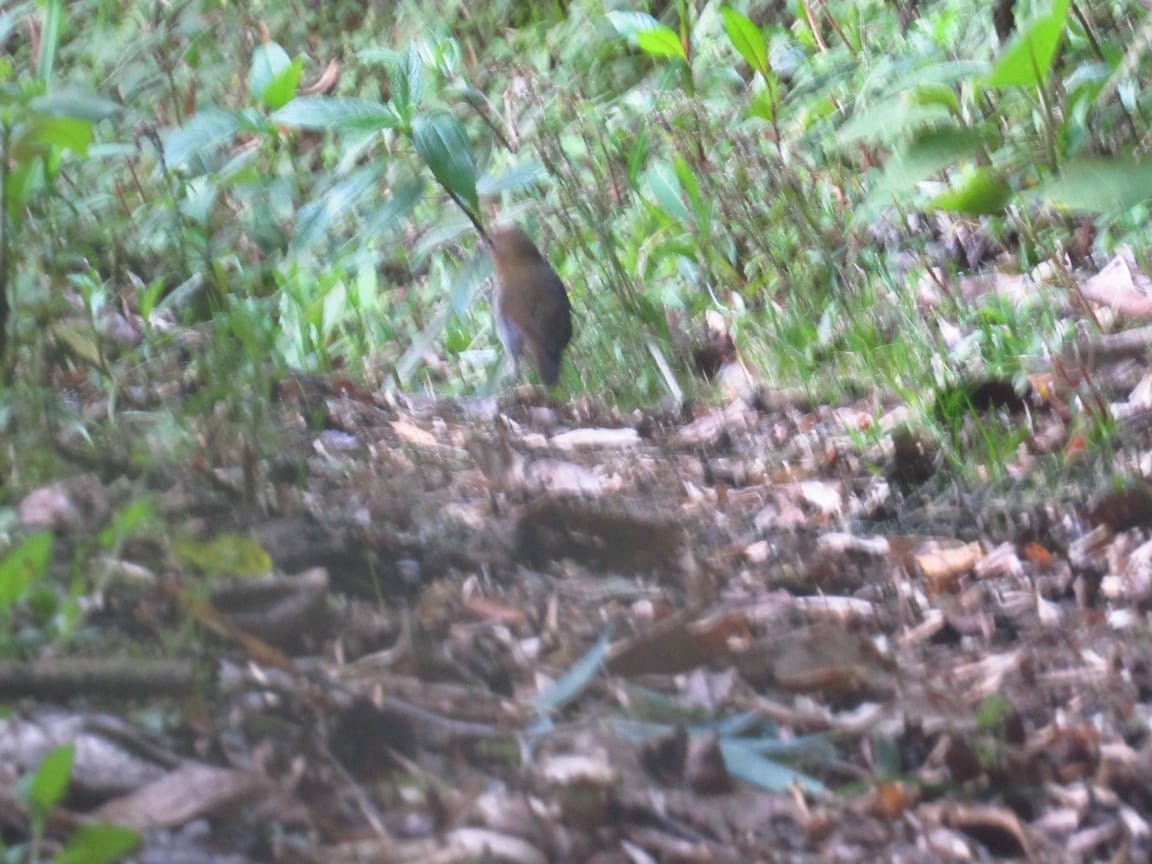 Urrao Antpitta - ML233049381