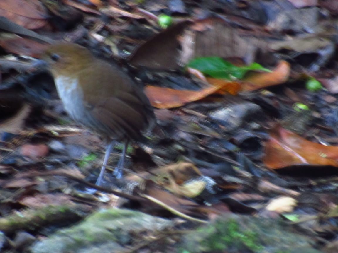 Urrao Antpitta - ML233049391