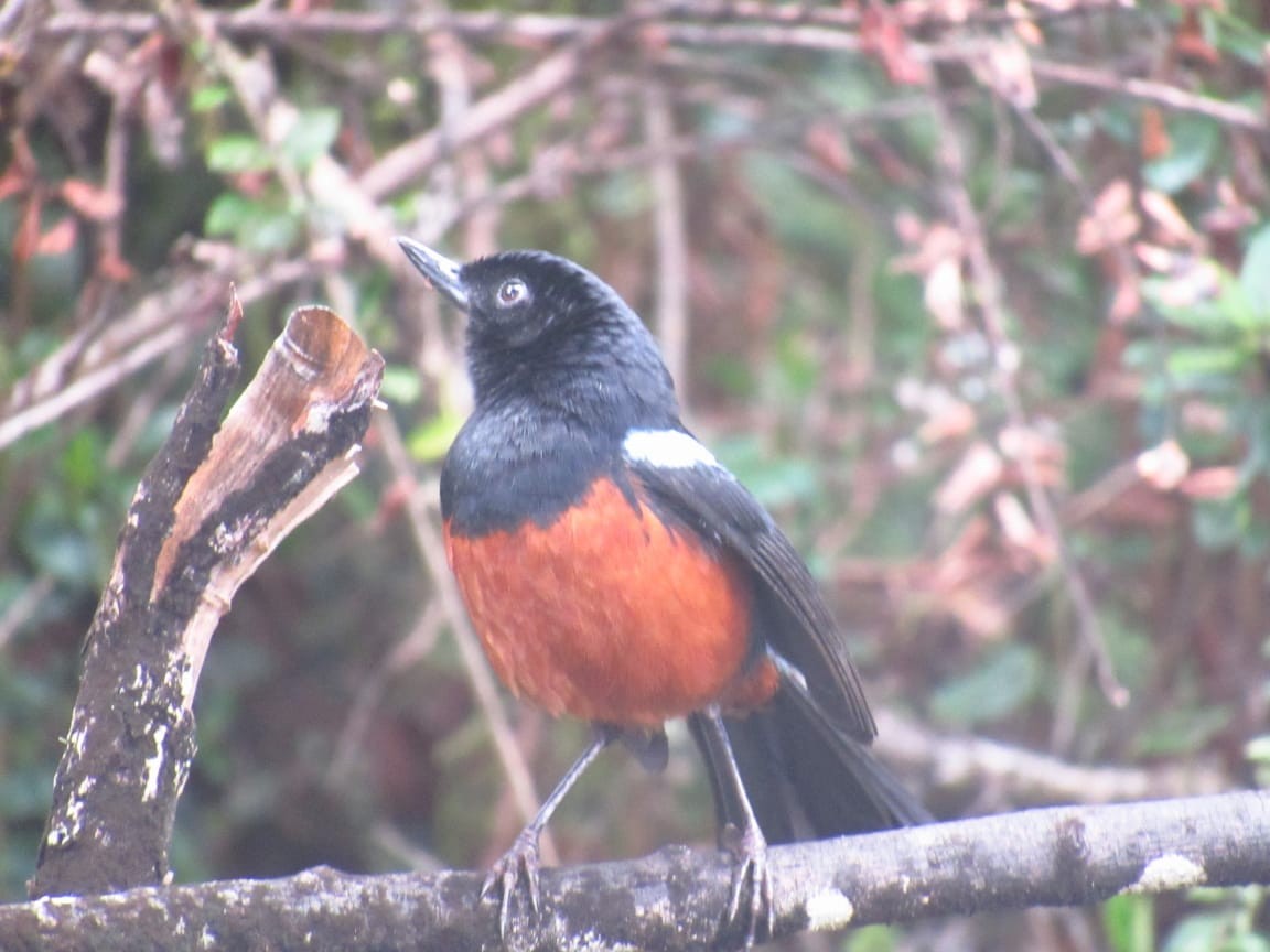 Chestnut-bellied Flowerpiercer - ML233050281