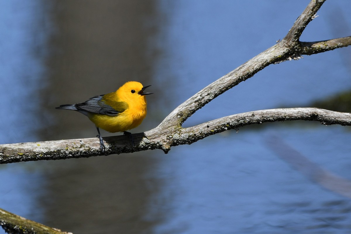 Prothonotary Warbler - Cameron Chevalier