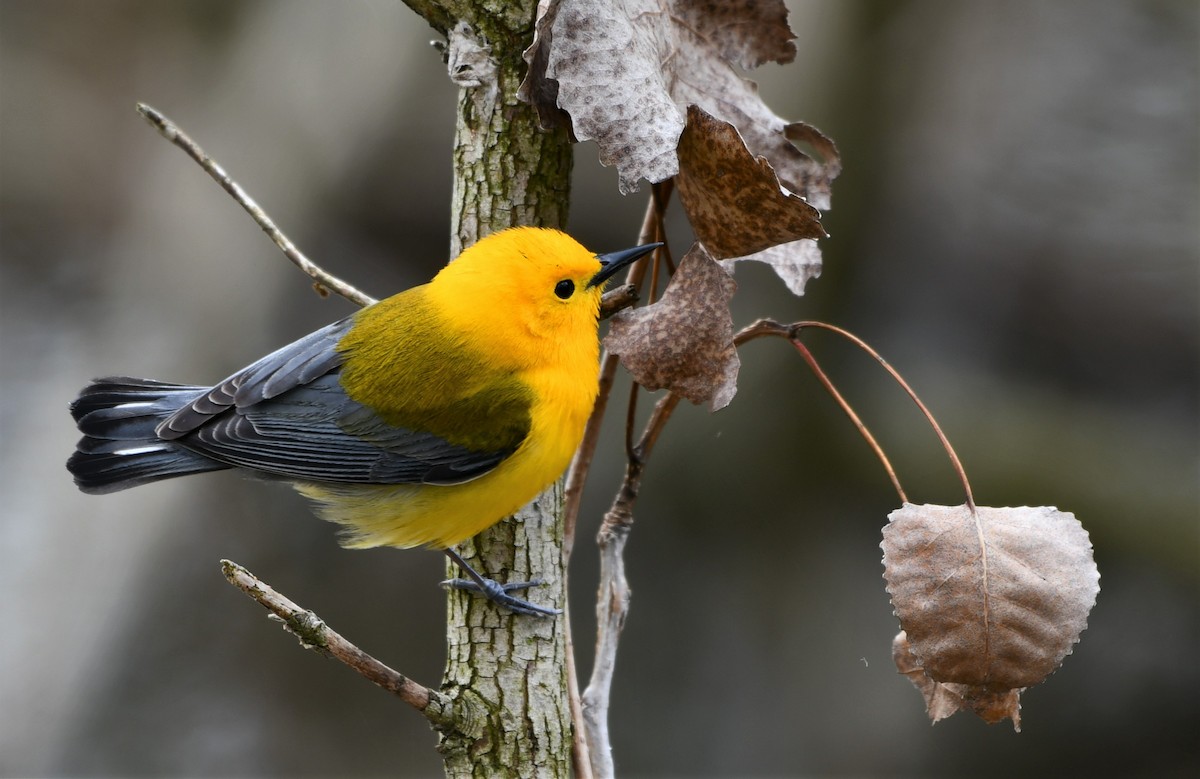 Prothonotary Warbler - Cameron Chevalier