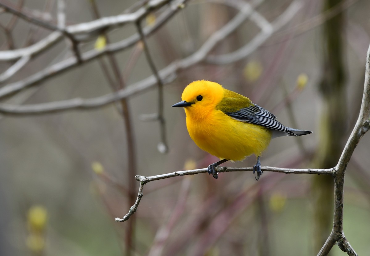 Prothonotary Warbler - Cameron Chevalier