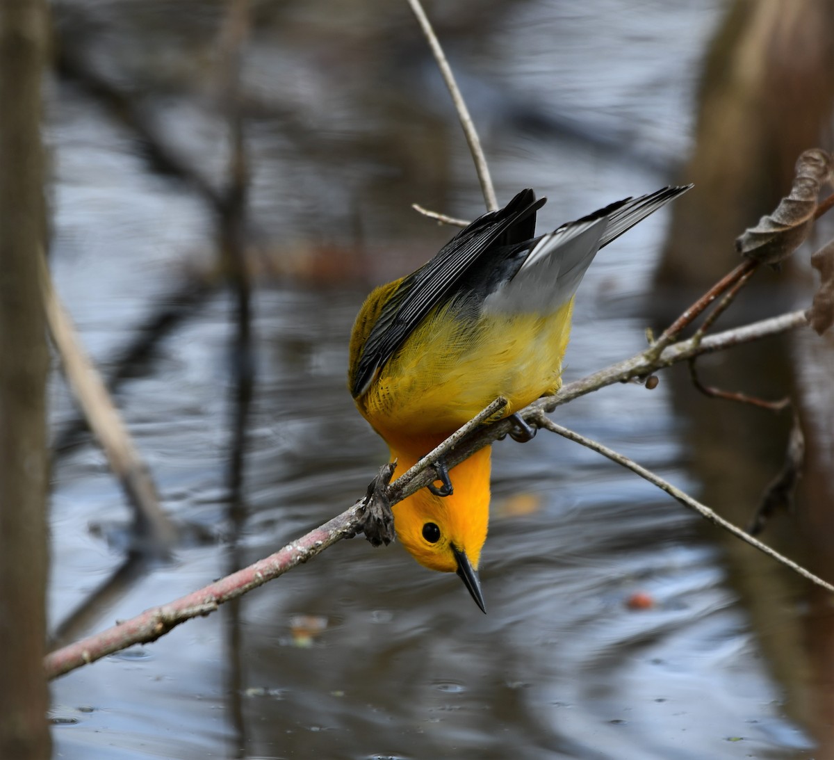 Prothonotary Warbler - Cameron Chevalier