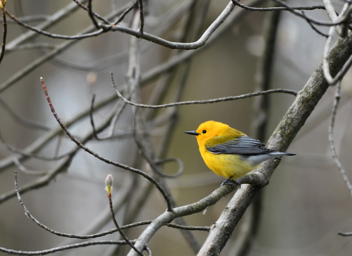 Prothonotary Warbler - Cameron Chevalier