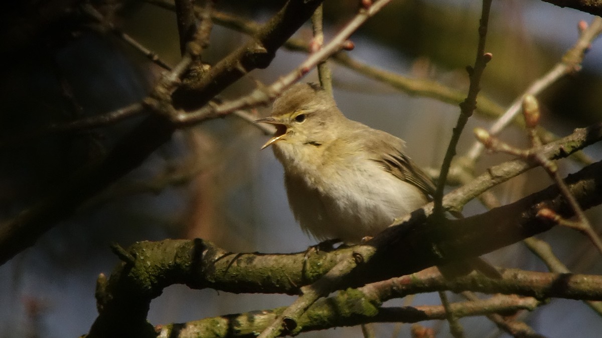 Iberian Chiffchaff - ML233052431
