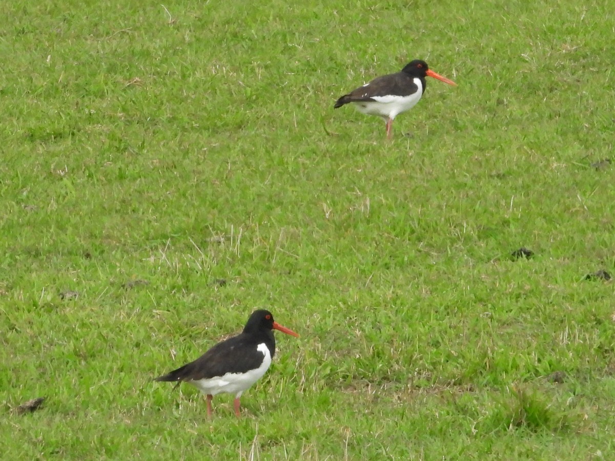 Eurasian Oystercatcher - Jan Roedolf