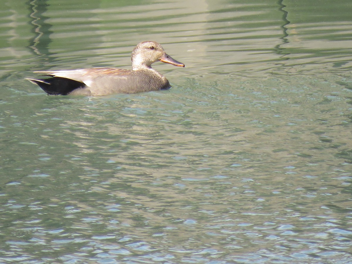 Бор нугас - ML233053781