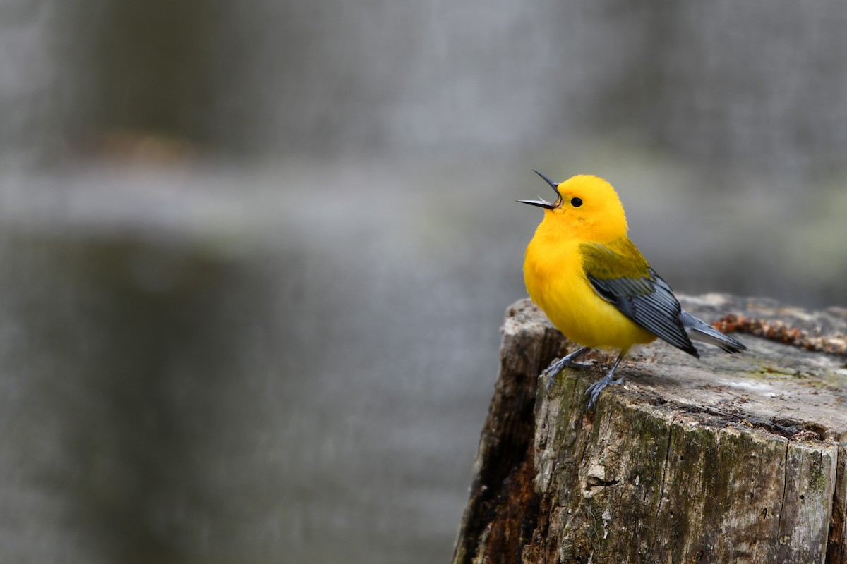 Prothonotary Warbler - Cameron Chevalier