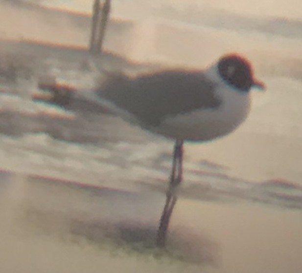 Franklin's Gull - ML233057211