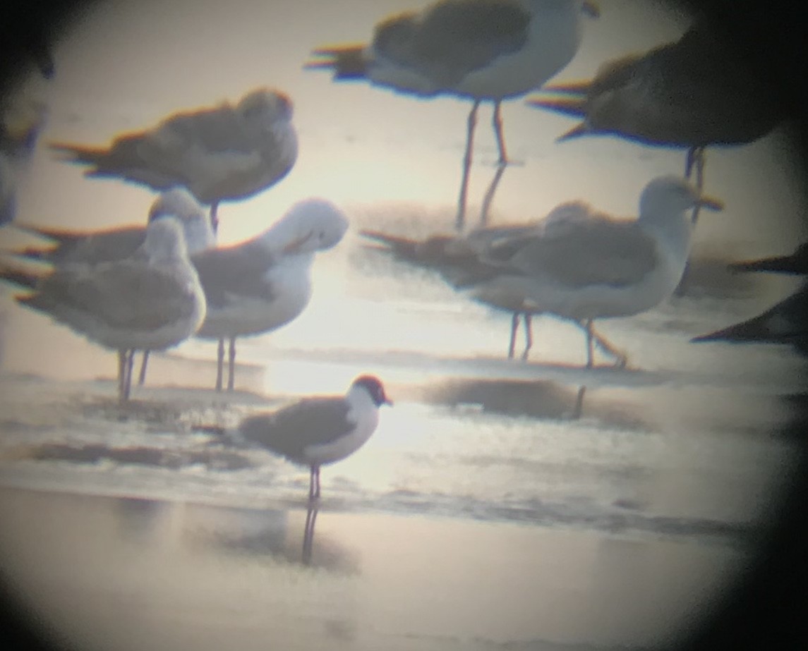 Franklin's Gull - ML233057231