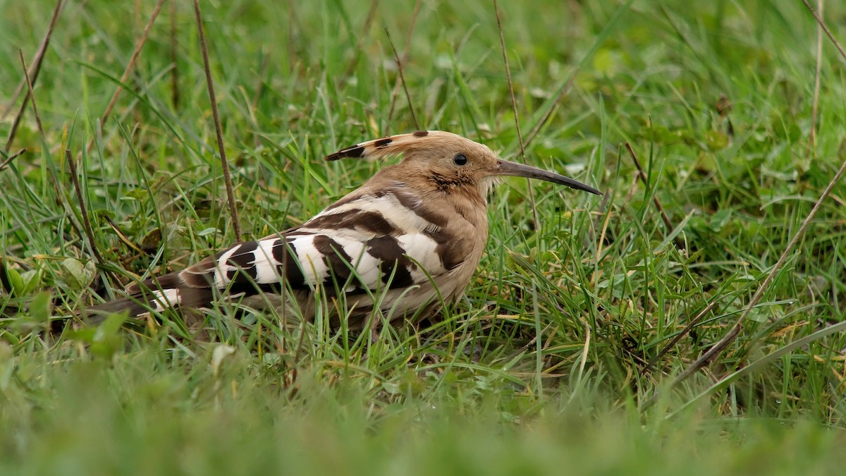 Eurasian Hoopoe (Eurasian) - ML233057871
