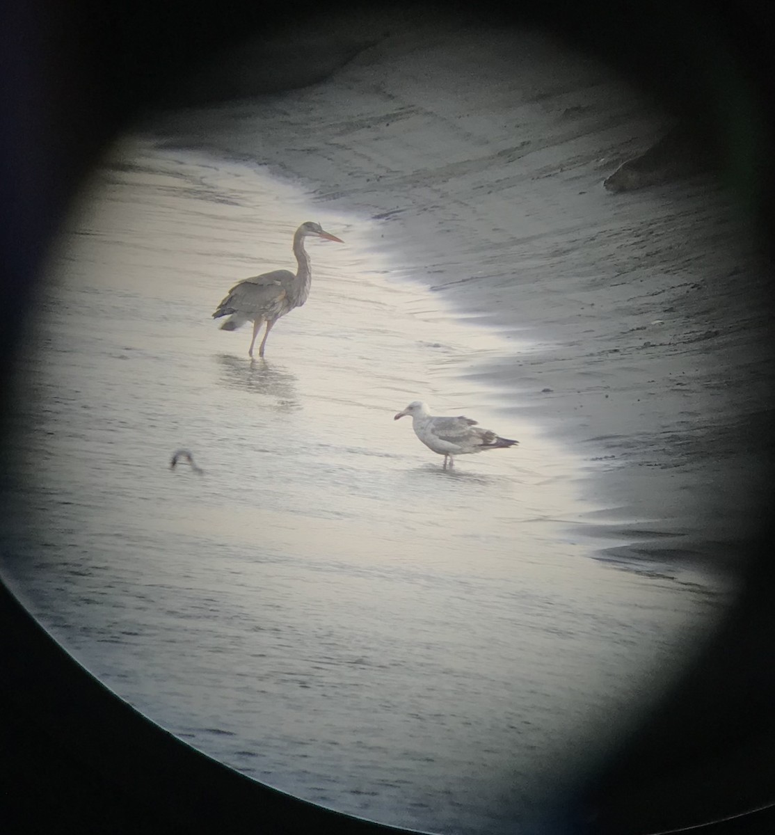 Western Gull - ML233058561