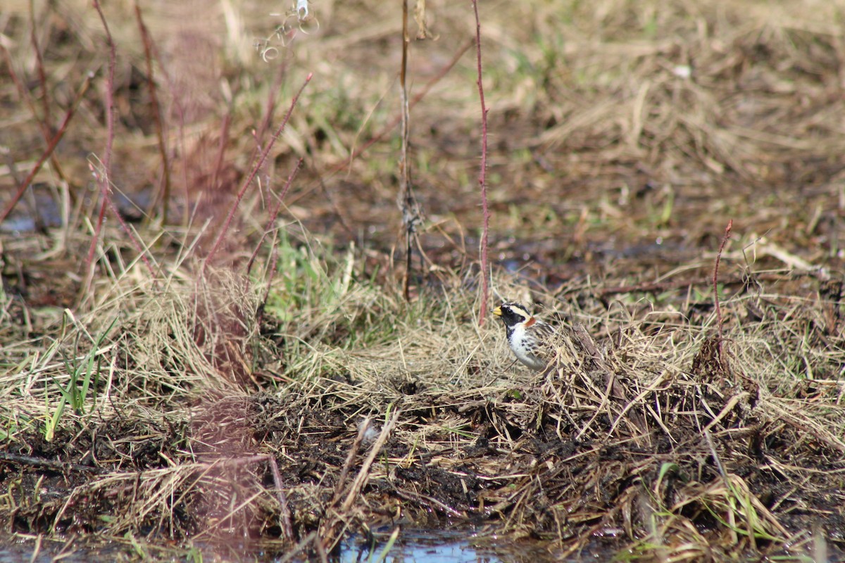 Lapland Longspur - ML233059041