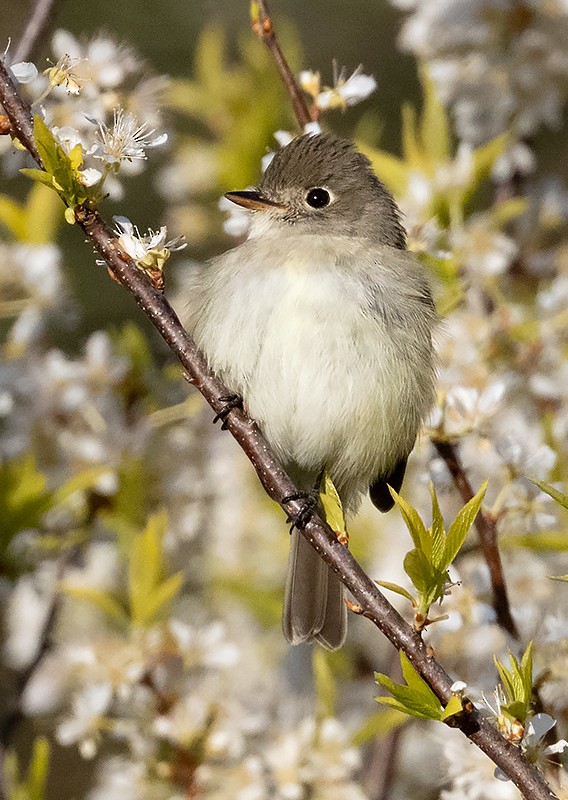 Least Flycatcher - Terry Sohl