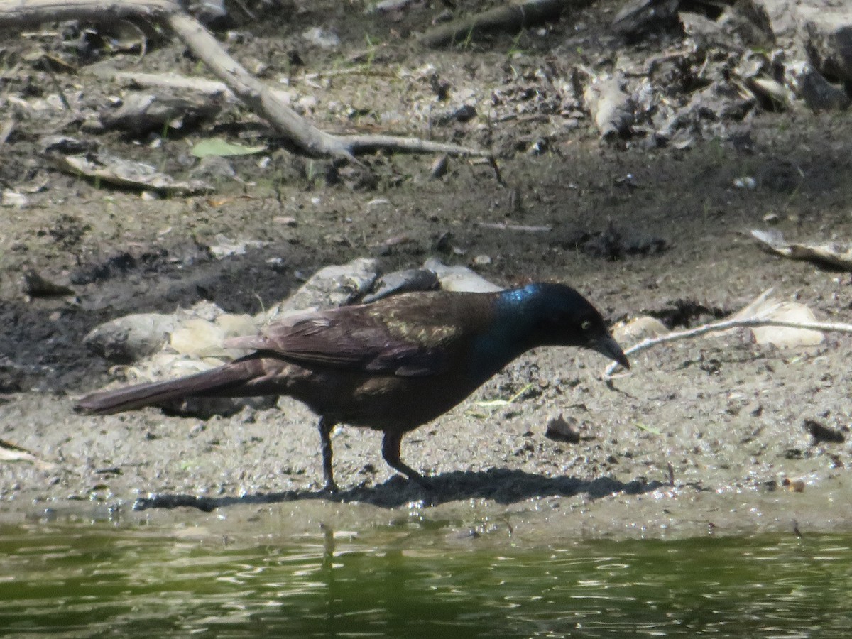 Common Grackle - ML233060791