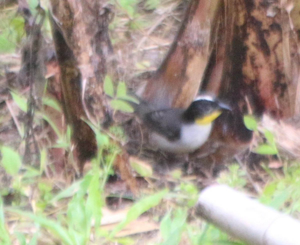 White-naped Brushfinch - ML233061081