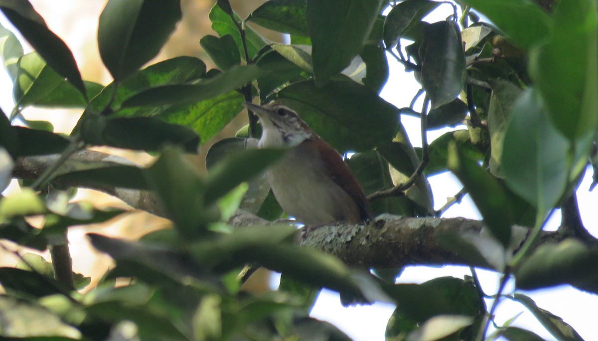 Rufous-and-white Wren - ML233062771