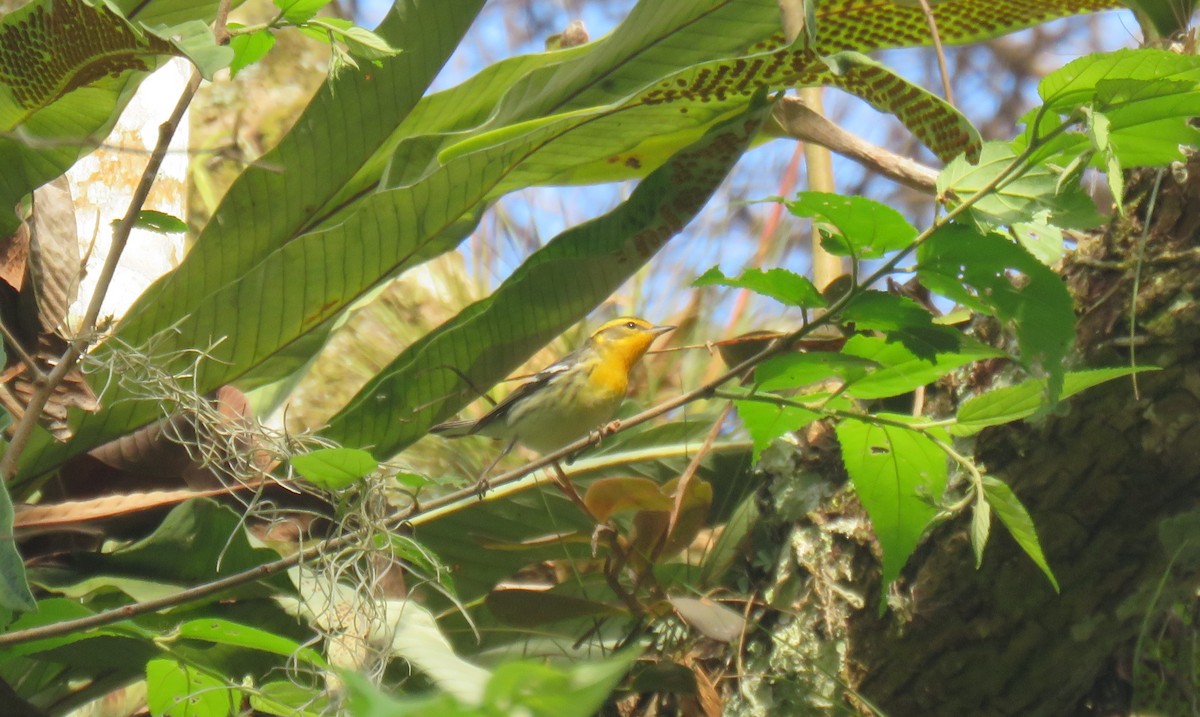 Blackburnian Warbler - ML233062981