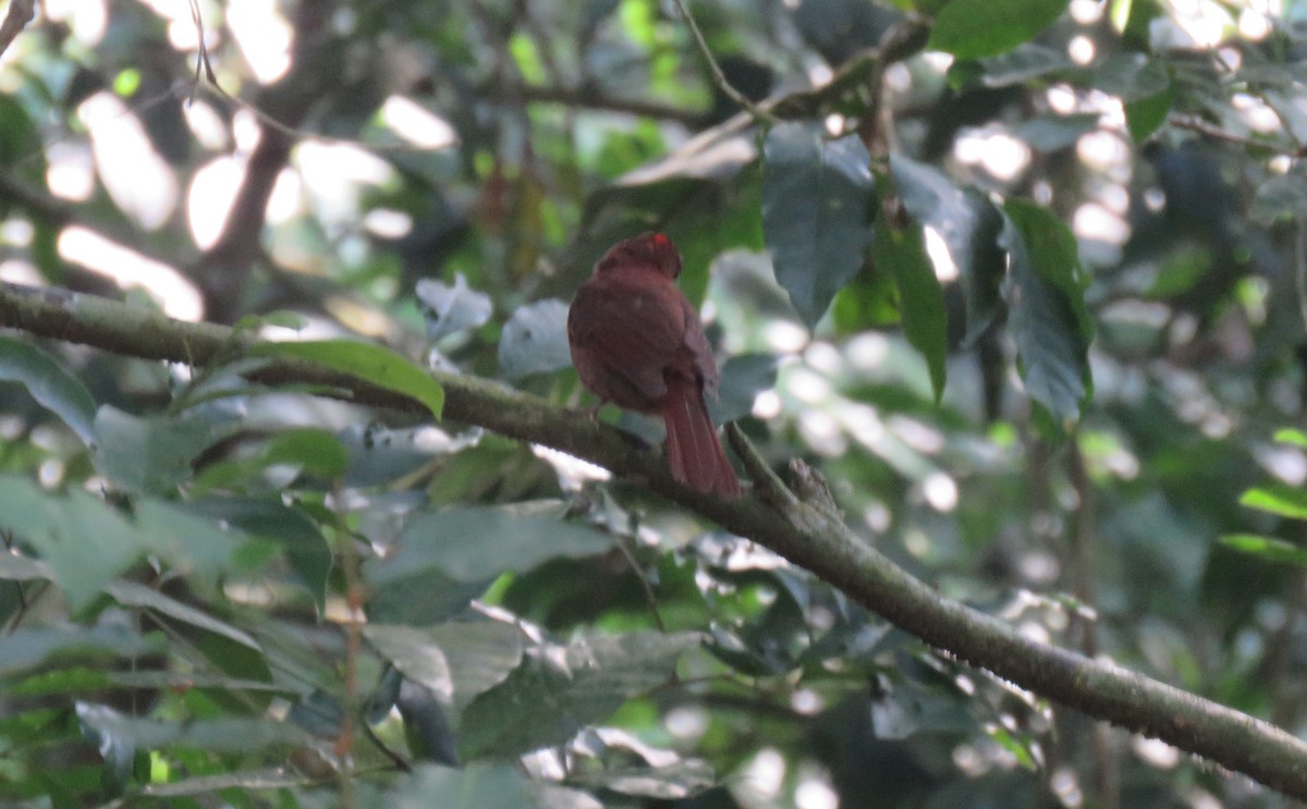Red-throated Ant-Tanager - ML233063471