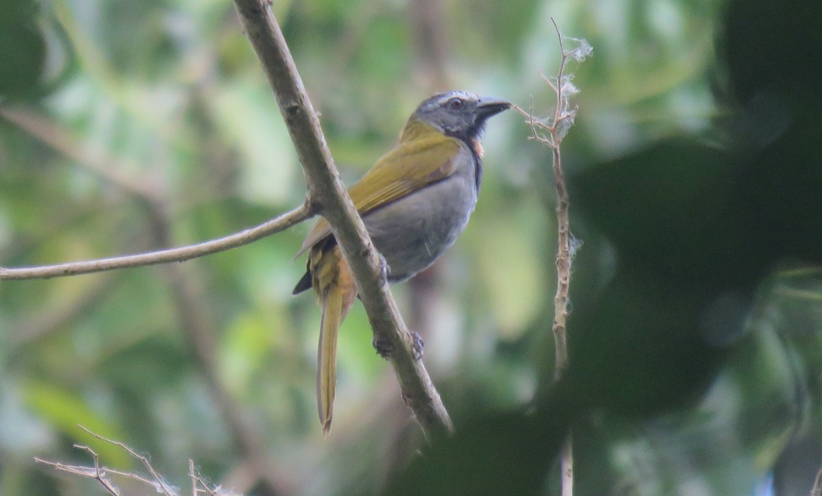 Buff-throated Saltator - ML233063711