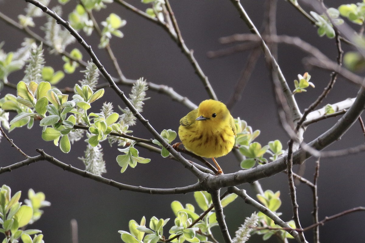 Yellow Warbler - Andy Sanford