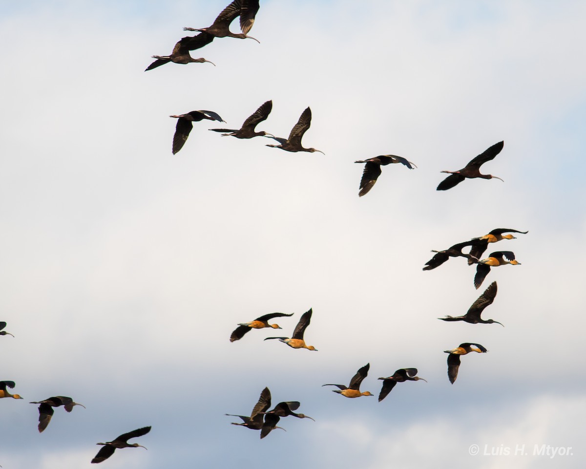 Fulvous Whistling-Duck - ML233064651