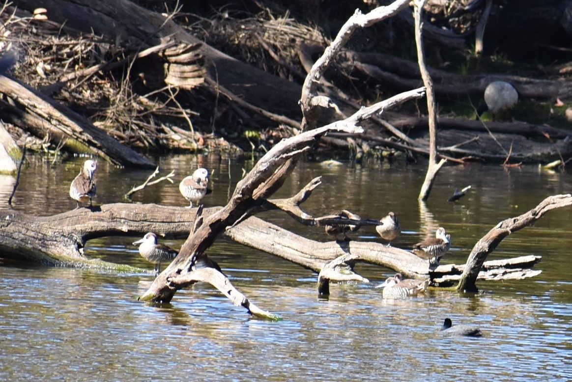 Pink-eared Duck - ML233065041