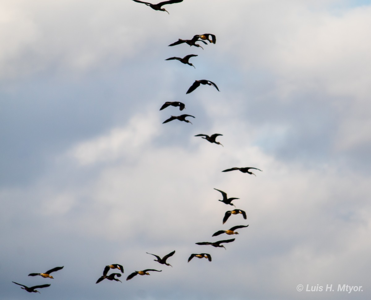Fulvous Whistling-Duck - ML233066551