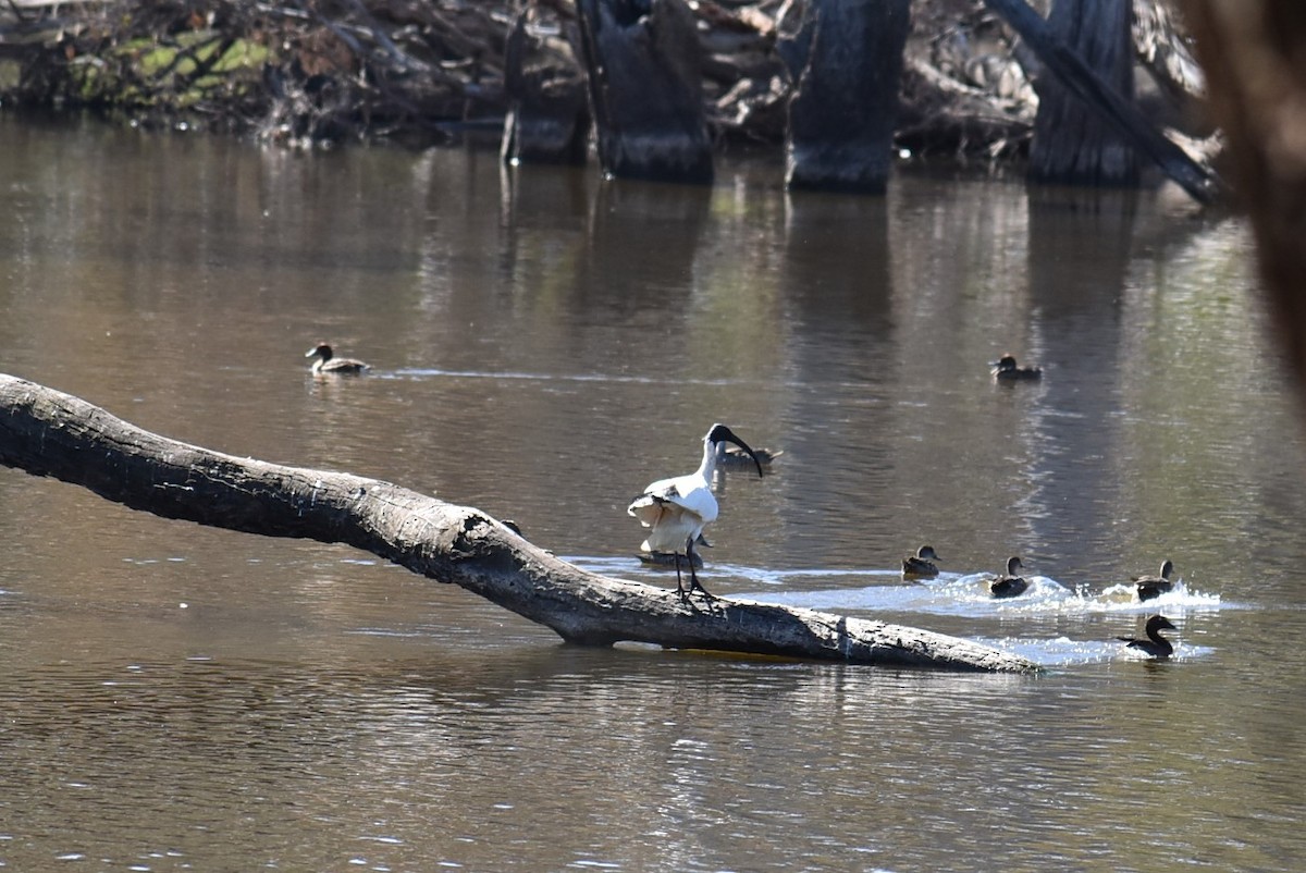 Australian Ibis - T Norris