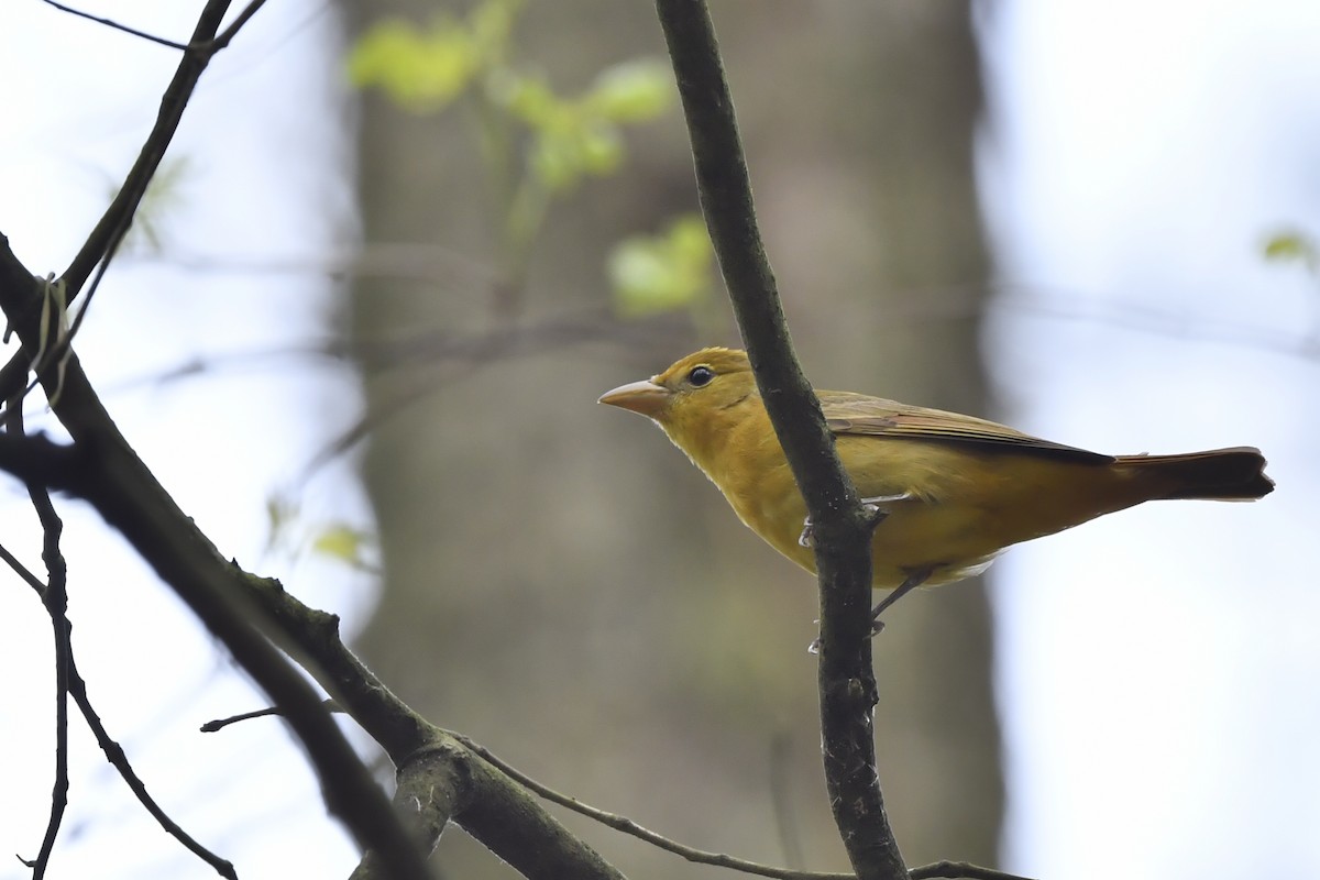 Summer Tanager - ML233066841