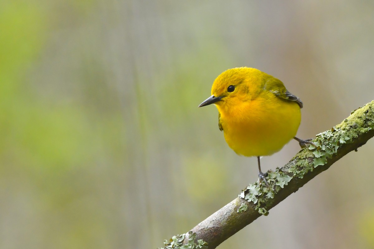 Prothonotary Warbler - ML233066951