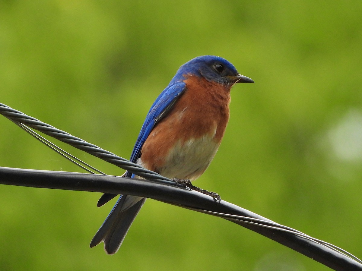 Eastern Bluebird - ML233067971