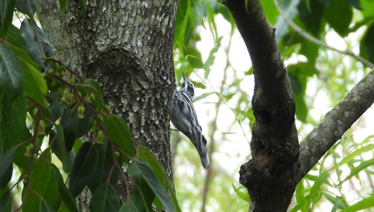 Black-and-white Warbler - ML233068041