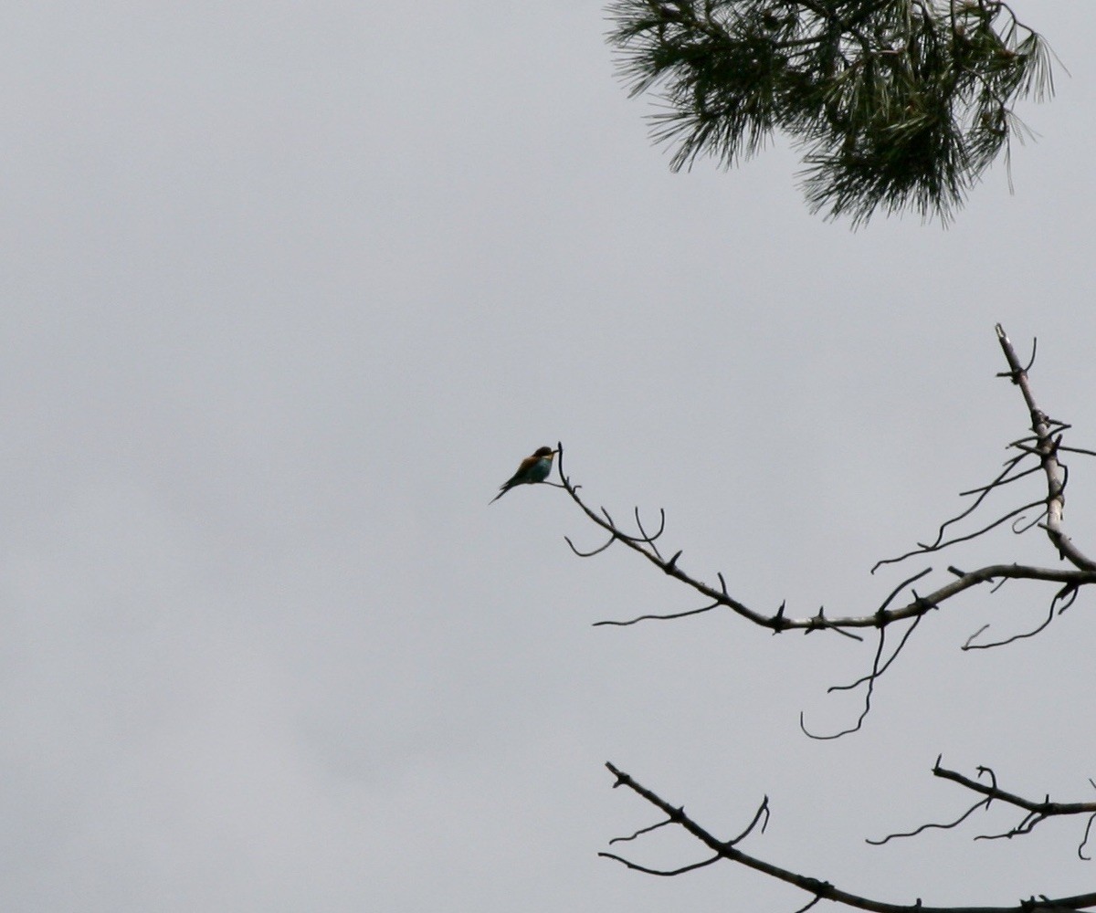 European Bee-eater - ML233069791