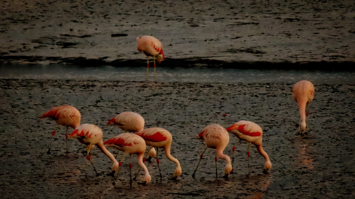 Chilean Flamingo - ML233070501