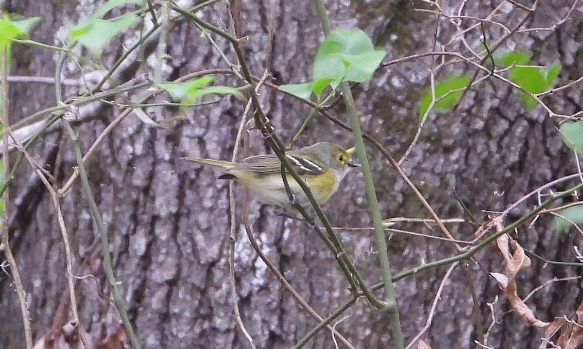 White-eyed Vireo - ML233070581