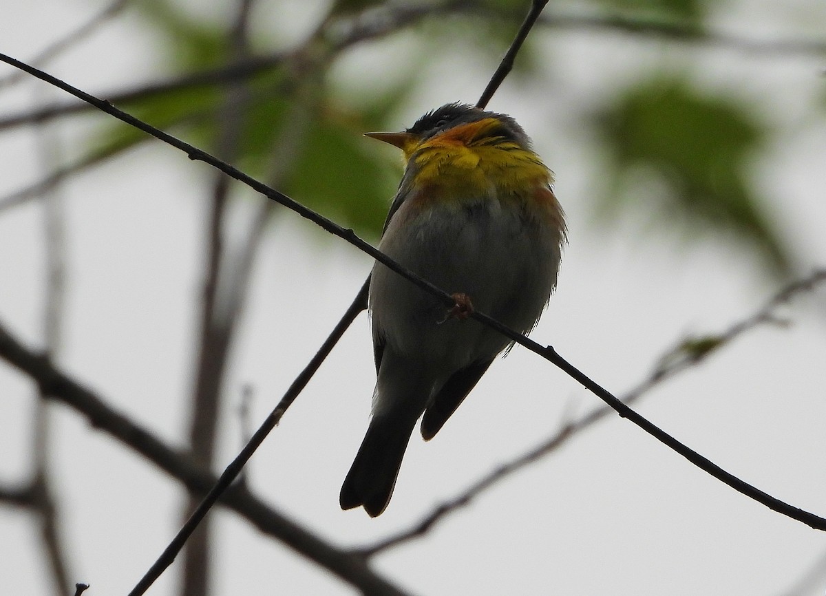 Parula Norteña - ML233071141