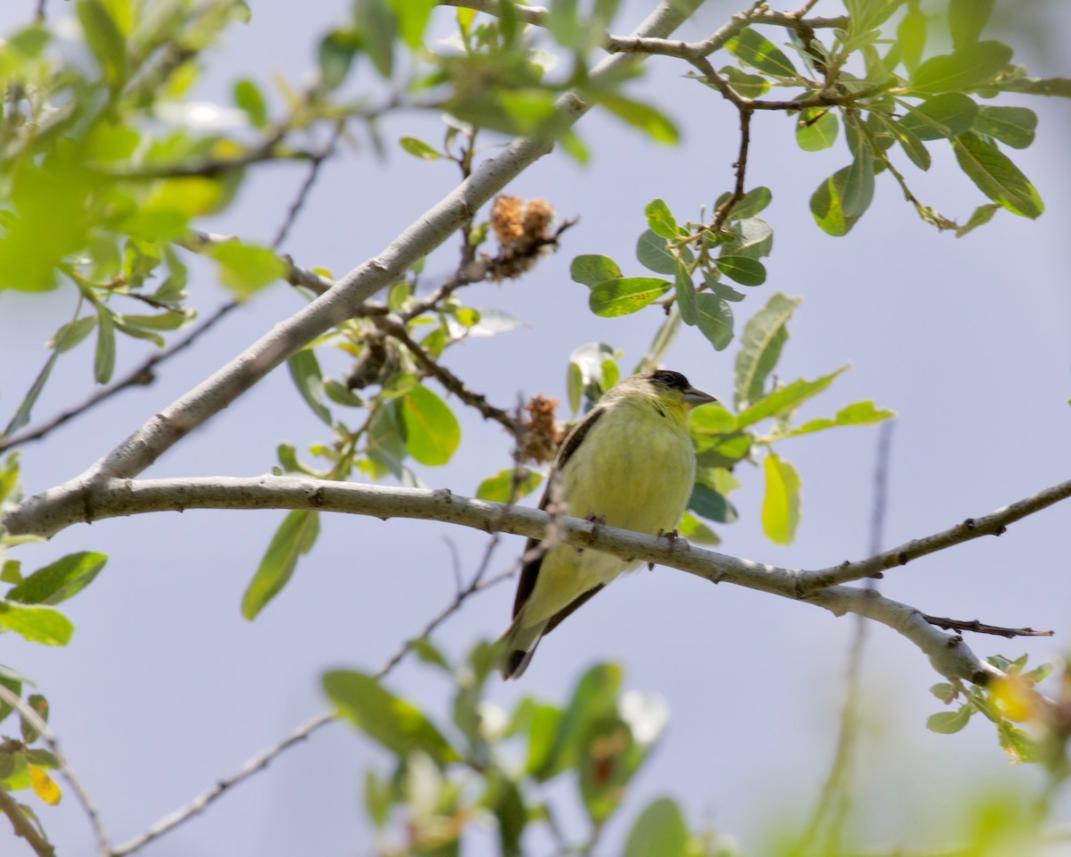 Lesser Goldfinch - ML233071781