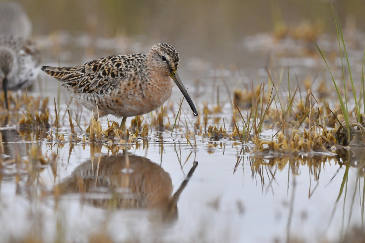 Short-billed Dowitcher - Jonathan Irons